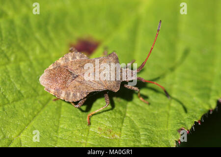 Coreus marginatus Dock Bug Stockfoto