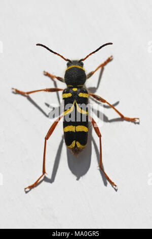 Wespe Käfer Clytus arietis Stockfoto