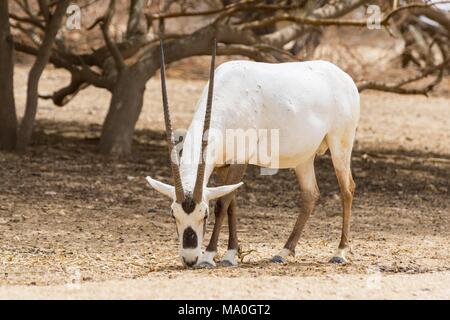 Antilopen, die Arabische Oryx oder Weiße Oryx (Oryx leucoryx) in Yotvata Hai-Bar Naturschutzgebiet, Israel. Stockfoto