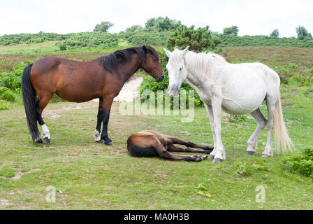 Zwei neue Wald nach Ponys, Braun, Weiß, über Fohlen liegend auf dem Rasen im New Forest National Park, Hampshire, England, Großbritannien stand Stockfoto