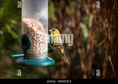 Deutschland, Eurasian siskin (Spinus spinus) an einem Futterplatz auf einem Balkon. Deutschland, Erlenzeisig (Spinus spinus) an einer Futterstelle in einem B Stockfoto