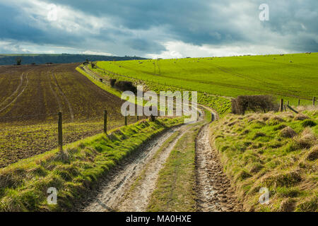 Der frühe Frühling auf der South Downs in West Sussex, England. Stockfoto