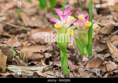 Blume von Curcuma zanthorrhiza (Wan-chak-Mot-luk Thainame) Stockfoto