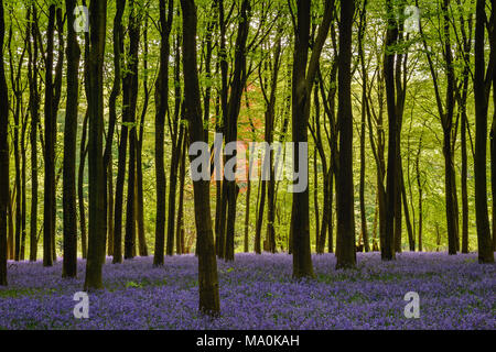 Bluebells in Wäldern in der Nähe von Micheldever, Hampshire. Mit Blick auf die Flanke dieses Buche Wald gefüllt, in der Mitte ist eine Rotbuche pr Stockfoto