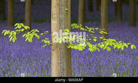 Frische grüne Blätter auf einer Buche am Rande des Waldes in der Nähe von Micheldever in Hampshire. Stockfoto