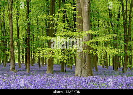 Bluebell Waldgebiet in der Nähe von Micheldever in Hampshire, während Ende April und Anfang Mai die Wälder um diesen Bereich durch einen Teppich umgewandelt werden Stockfoto