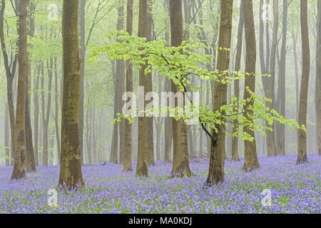 1. Mai in einem nebelhaften Bluebell gefüllt Hampshire Holz, die neue grüne Blätter auf der niedrigen Baumzweig Vordergrund Buche im Wald, damit sie einen neuen feeli Stockfoto