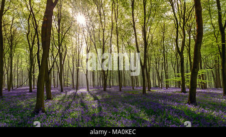 Kurz nach Sonnenaufgang in den Wäldern in der Nähe von Micheldever in Hampshire. Der Waldboden ist carpetted mit Glockenblumen, Sonnenlicht wirft lange Schatten, wie Es brea Stockfoto