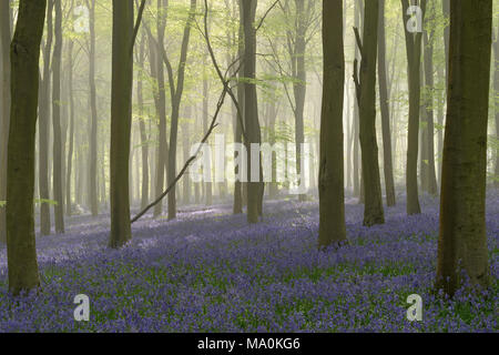 Sonnenlicht bricht durch die Bäume in einem Nebel gefüllt buche wald Teppichboden mit Glockenblumen. Stockfoto