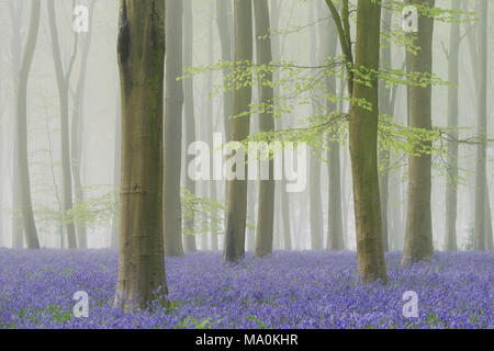 Nebel gefüllt buche wald Teppichboden mit Glockenblumen. Stockfoto