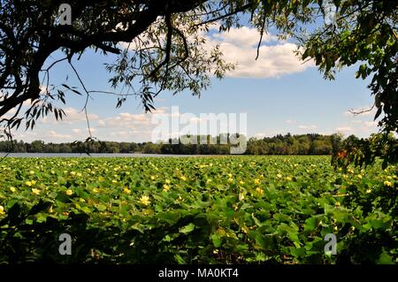 Malerischer Blick auf den See, mit amerikanischen Lotus Blumen gefüllt durch ein Fenster der Weiden. Stockfoto