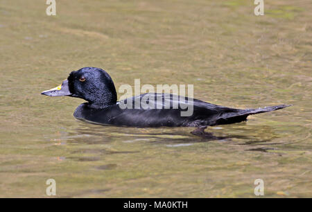 Gemeinsame (Scoter melanitta nigra), UK Stockfoto