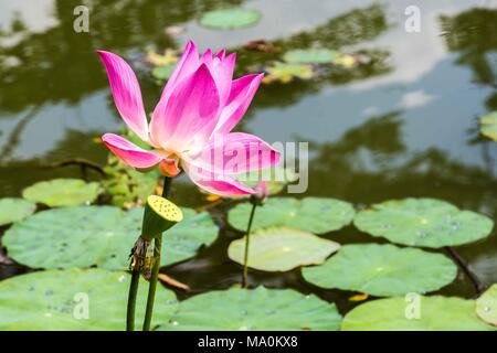 Lotus flower Bogor Indonesien Stockfoto