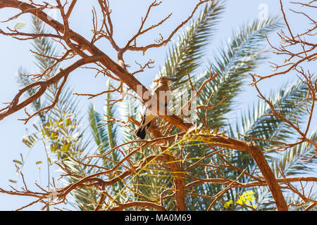 Wiedehopf Vogel auf einem Zweig der Baumstruktur in Ägypten. Stockfoto