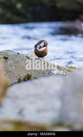 Europäische Pendelarm putzen Stockfoto