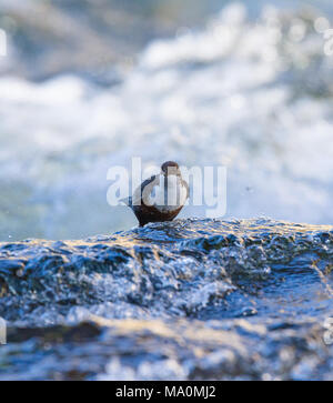 Europäische Pendelarm auf dem Osten Flusses Lyn in Devon, Großbritannien Stockfoto