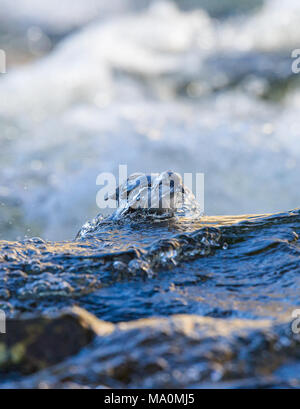 Europäische Pendelarm mit Kopf unter Wasser nach Nahrung suchen Stockfoto