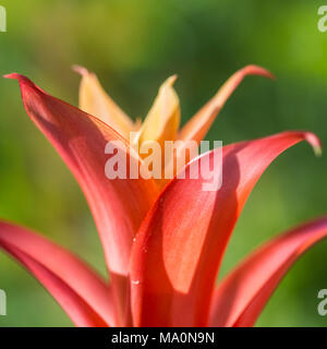 Eine Makroaufnahme eines Guzmania blühen. Stockfoto
