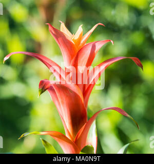 Eine Makroaufnahme eines Guzmania blühen. Stockfoto