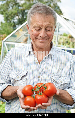 Senior Woman im Gewächshaus mit nach Hause angebauten Tomaten Stockfoto
