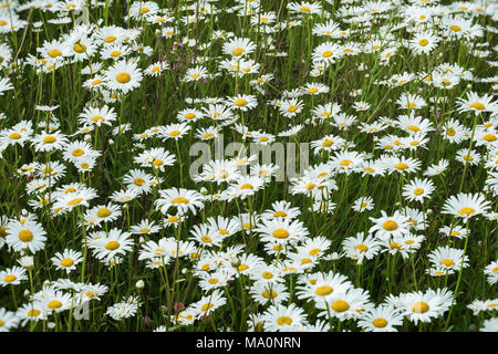 Wilde Feld von daisys Blumen im Wind. Tag Sommer. Konzept der Jahreszeiten, Ökologie, grünen Planeten, gesunde, natürliche grüne Apotheke, Parfümerie Stockfoto