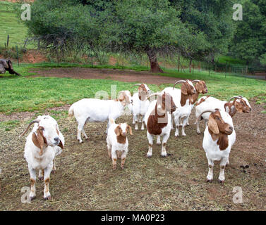 Weibliche Boer Ziegen Capra aegagrus hircus' im Bereich neben der Scheune versammelt und warten, gefüttert zu werden. Stockfoto