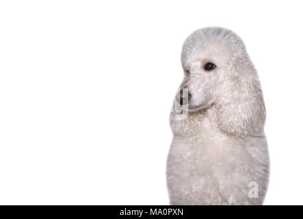 Hund weißer Pudel Portrait auf isoliert weißer Hintergrund Stockfoto