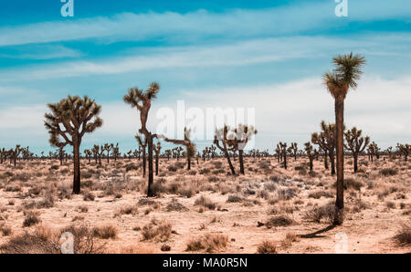 Joshua Tree wüste Landschaft Stockfoto