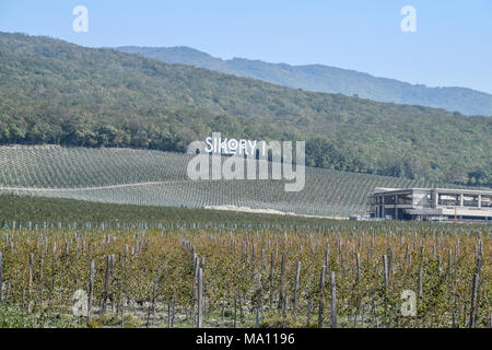 Noworossijsk, Russland - 30. September 2017: Sikory 2 Weinberge in den Hügeln der Sikory Weingut 2. Stockfoto