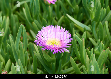 Carpobrotus glaucescens. Es ist eine Art von blühende Pflanze im ICE-Werk Familie. Es wird allgemein als Kantigen Meer - Bild oder pigface bekannt. Stockfoto