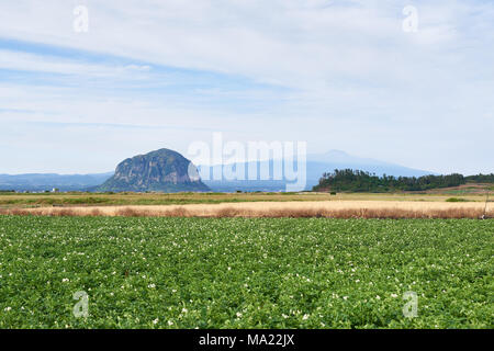 Landschaft von Kartoffel Bauernhof Feld mit Mt. Sanbangsan und Mt. Hallasan in Daejeong - eup, Jeju Island, Korea. Stockfoto
