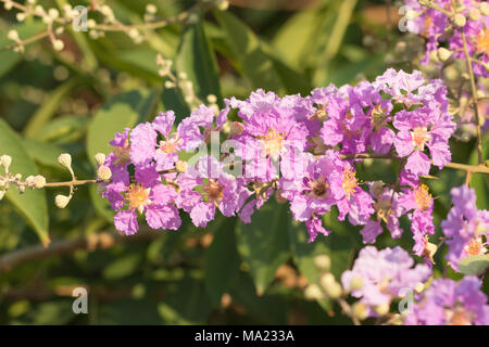 Blumenstrauß aus rosa Blumen blühen, Cananga (Cananga odorata) im Garten Stockfoto