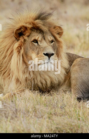 Männliche Löwe (Panthera leo) im Drakenstein Lion Park, Klapmuts, Provinz Western Cape, Südafrika. Stockfoto