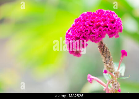 Cockscomb oder Chinesischen Wolle Blume Stockfoto
