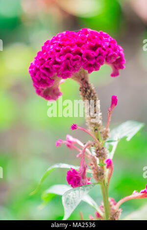 Cockscomb oder Chinesischen Wolle Blume Stockfoto