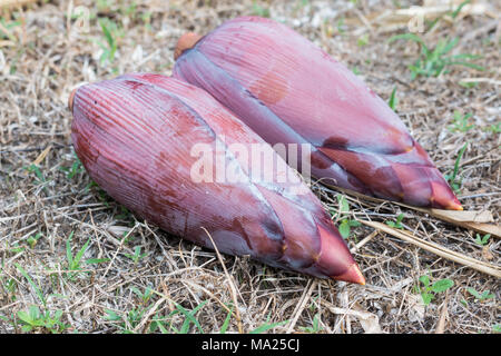 Bananen Blüte Gegessen als Gemüse Stockfoto