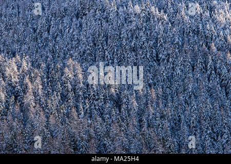 Wald in der Nähe von Sarre, Aosta-Tal, Italien Stockfoto