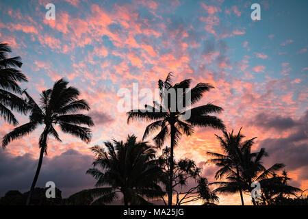 Palmen in der Nähe von Hana sind in silouhette mit Sonnenuntergang Farben auf Wolken im Himmel, Maui, Hawaii. Stockfoto