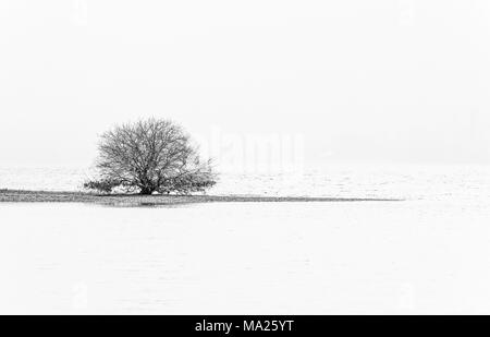 Einsamer Baum am Rande des Derwentwater, Cumbria, England Stockfoto