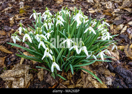 Blühende Schneeglöckchen, Galanthus nivalis, frühe Frühlingsblume im Garten Frühlingsbote März Blumen Gruppe Frühlingsbeginn Stockfoto