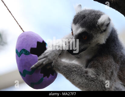 Kattas genießen Gemüse Ostern Leckereien an ZSL London Zoo in London. Stockfoto