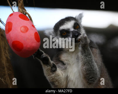 Kattas genießen Gemüse Ostern Leckereien an ZSL London Zoo in London. Stockfoto