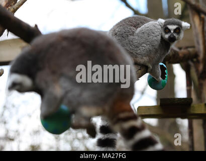 Kattas genießen Gemüse Ostern Leckereien an ZSL London Zoo in London. Stockfoto