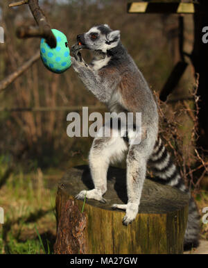 Kattas genießen Gemüse Ostern Leckereien an ZSL London Zoo in London. Stockfoto