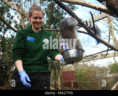 Kattas genießen Gemüse Ostern Leckereien an ZSL London Zoo in London. Stockfoto