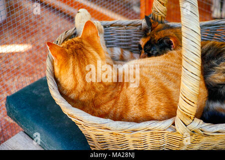 Zwei Katzen im Weidenkorb schlafen. Stockfoto