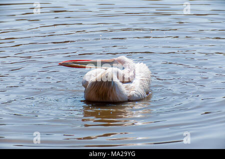 Pelikane sind eine Gattung der großen Vögel, die die Familie Pelecanidae. Stockfoto