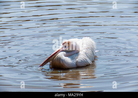 Pelikane sind eine Gattung der großen Vögel, die die Familie Pelecanidae. Stockfoto