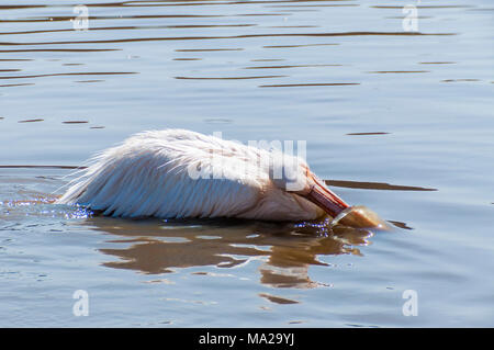 Pelikane sind eine Gattung der großen Vögel, die die Familie Pelecanidae. Stockfoto