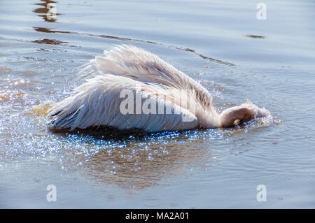 Pelikane sind eine Gattung der großen Vögel, die die Familie Pelecanidae. Stockfoto